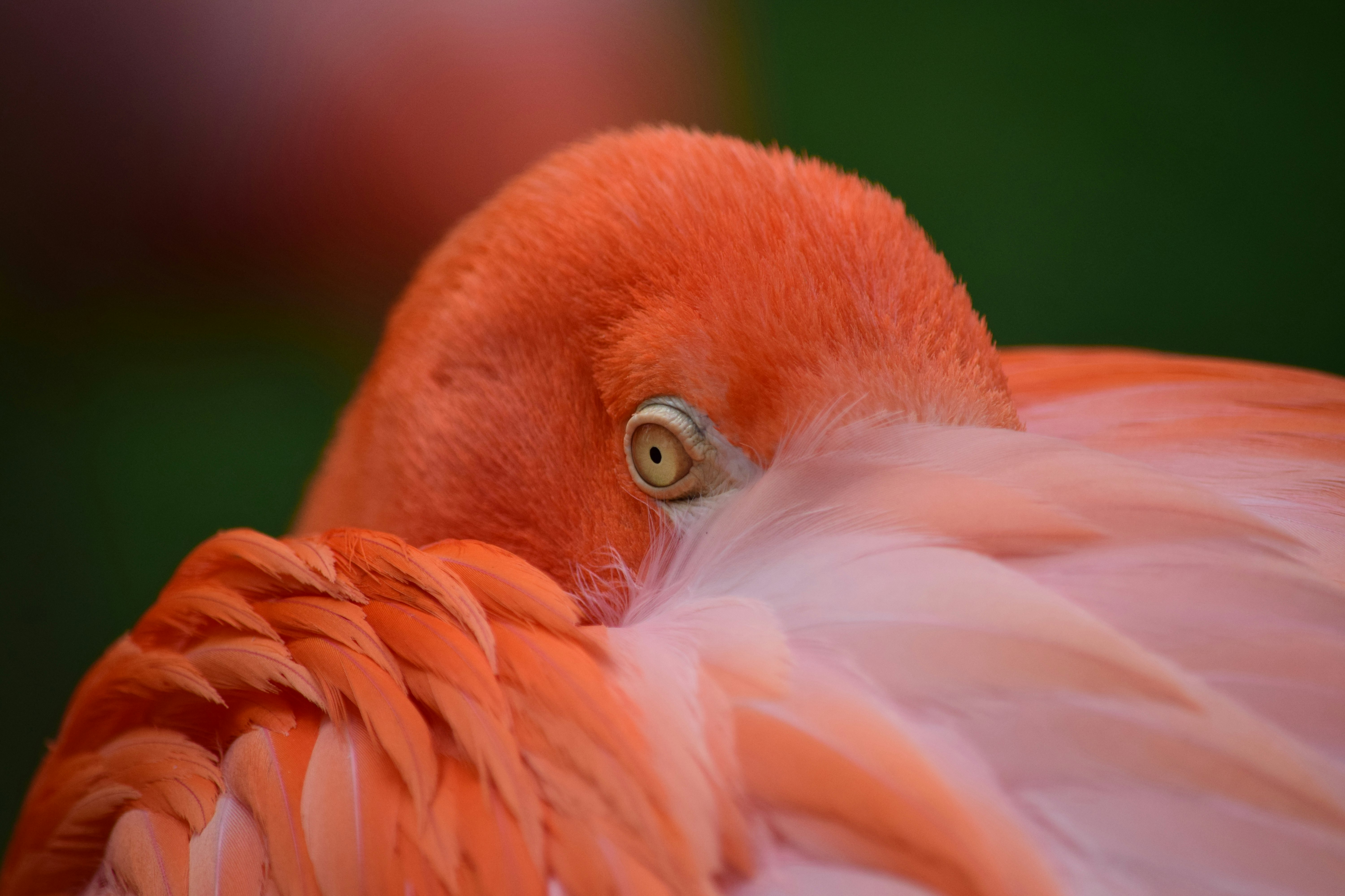 closeup photo of red bird